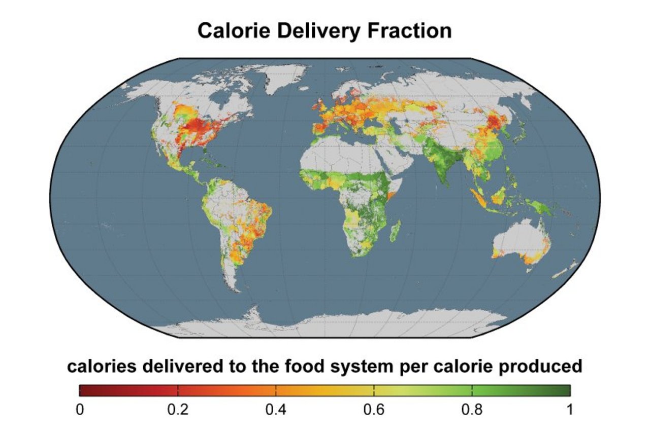 Geringe Effizienz in der Nahrungsmittelkette: Die rot eingefärbten Regionen gehen besonders verschwenderisch mit pflanzlichen Kalorien um - entweder, weil sie diese in die Tierernährung stecken oder in die Produktion von Bioenergie. (Bild: Science/ AAAS)