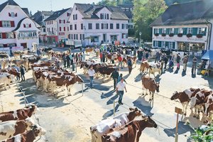 Am 29. September 2021 soll auf dem Andelfinger Marktplatz die traditionelle Regionalviehschau durchgeführt werden. (Archivbild RoMü)