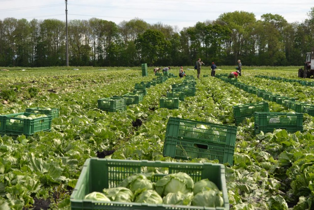 viel Handarbeit. Das dürfte sich auch in Zukunft nicht ändern. Erntehelfer letzte Woche im Moos bei Kerzers. Der Betrieb «Gutknecht Gemüse» baut ausserdem ...