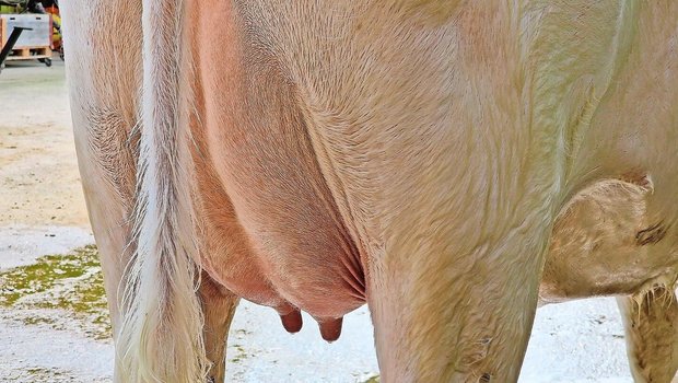 Die Hygiene hat in der Behandlung von Mastitis höchste Priorität. Stress, wie der Sommer ihn durch Hitze bringt, erhöht das Risiko einer Euterinfektion.