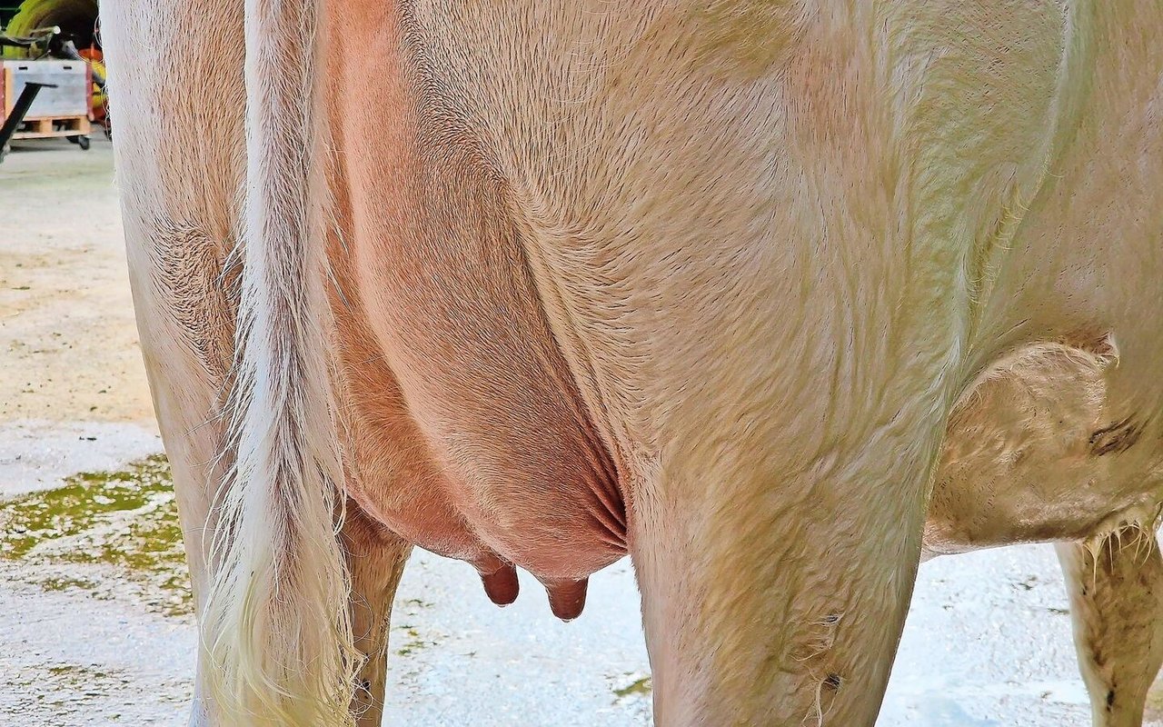 Die Hygiene hat in der Behandlung von Mastitis höchste Priorität. Stress, wie der Sommer ihn durch Hitze bringt, erhöht das Risiko einer Euterinfektion.