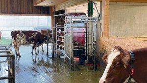 In der Melkkammer von Andreas Rickli hängt der «Micro Dairy Sprayer» von Lely, der gezielt homöopathische Mittel abgibt. Obwohl es (noch) keine wissenschaftliche Belege gibt, sieht der Landwirt eine klare Wirkung der Substanz.