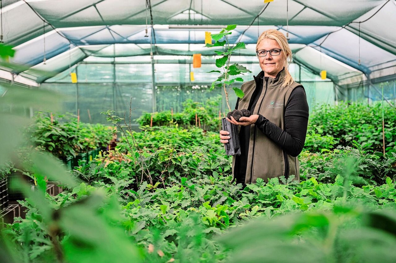 Anja Kolbe-Nelde impft junge Bäume mit Trüffelsporen und bietet ein Gesamtkonzept für den Anbau: vom Pflanzmaterial bis zur Pflegeberatung.