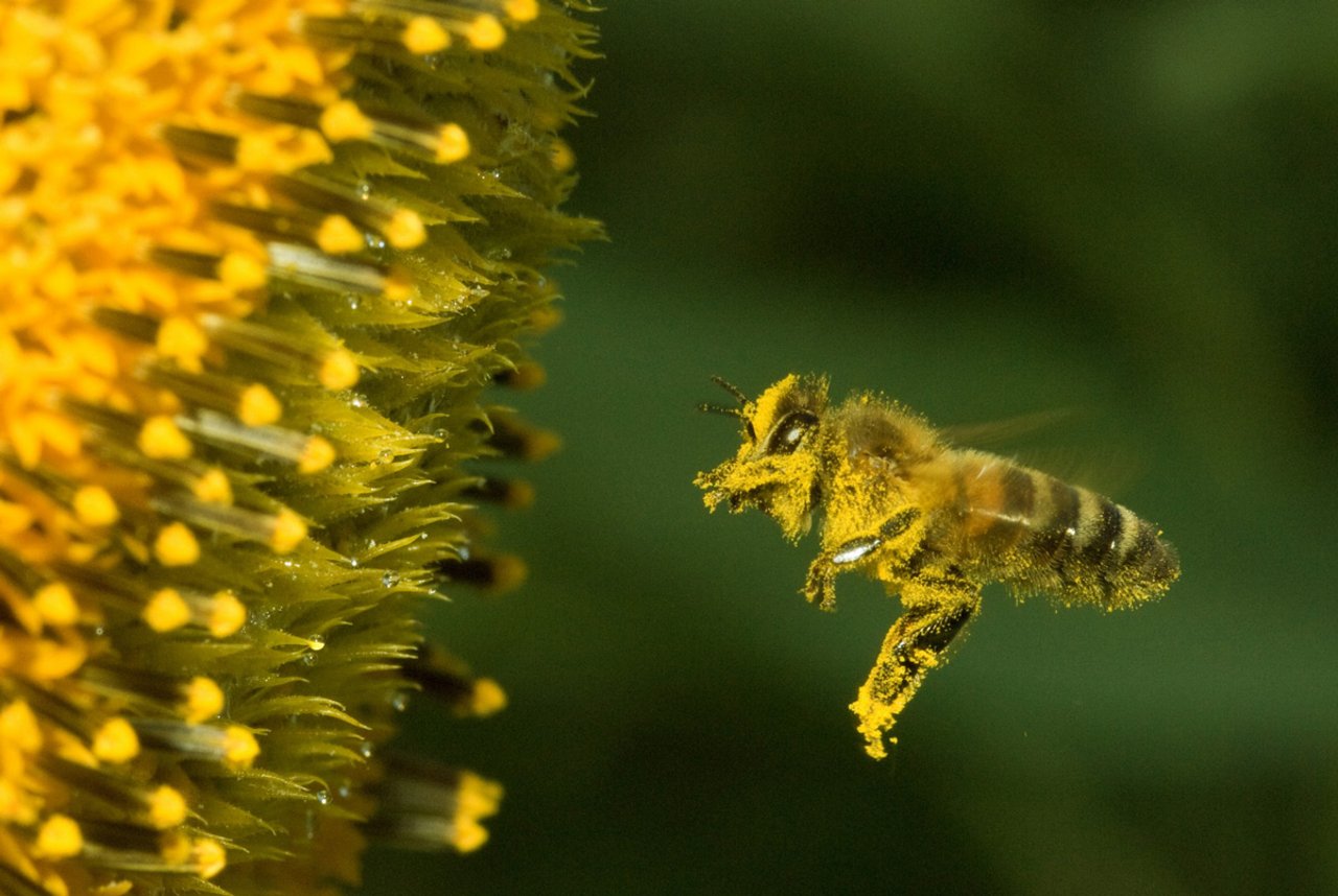 Forscher glauben, dass der Einsatz von Neonikotinoiden Bienen schädigt. (Bild: Giorgio Skory/landwirtschaft.ch)