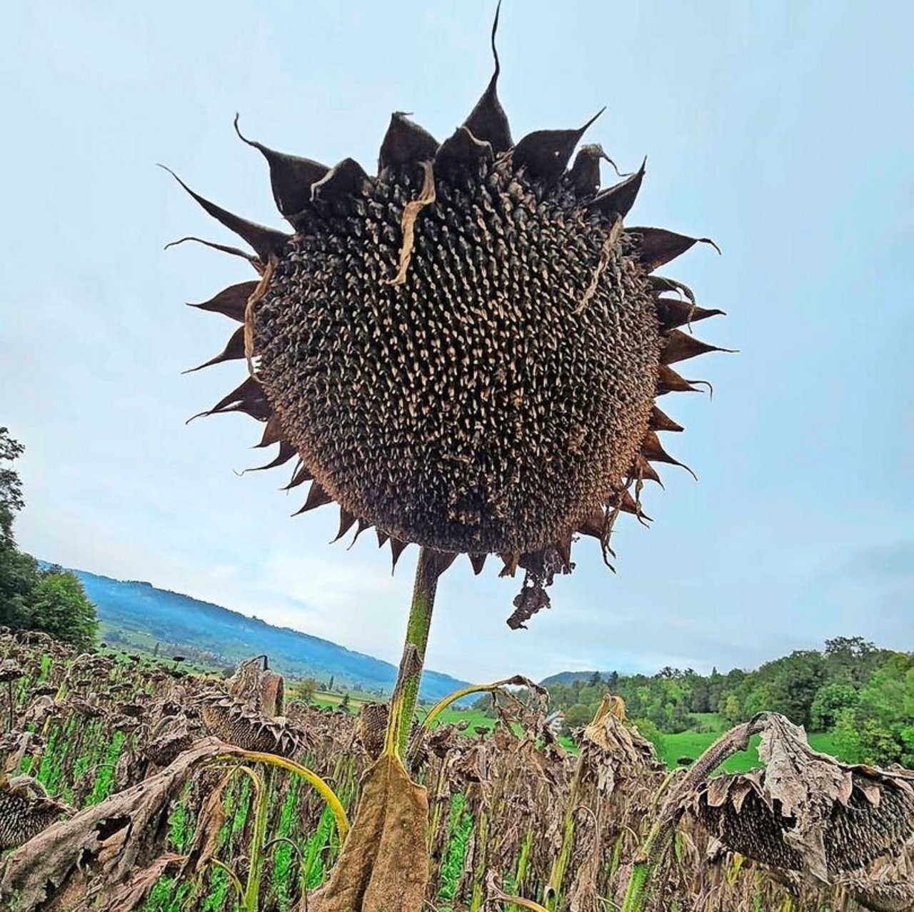 Um Sonnenblumen dreschen zu können, muss es mindestens drei Tage sonnig oder zumindest kein Regen gefallen sein.