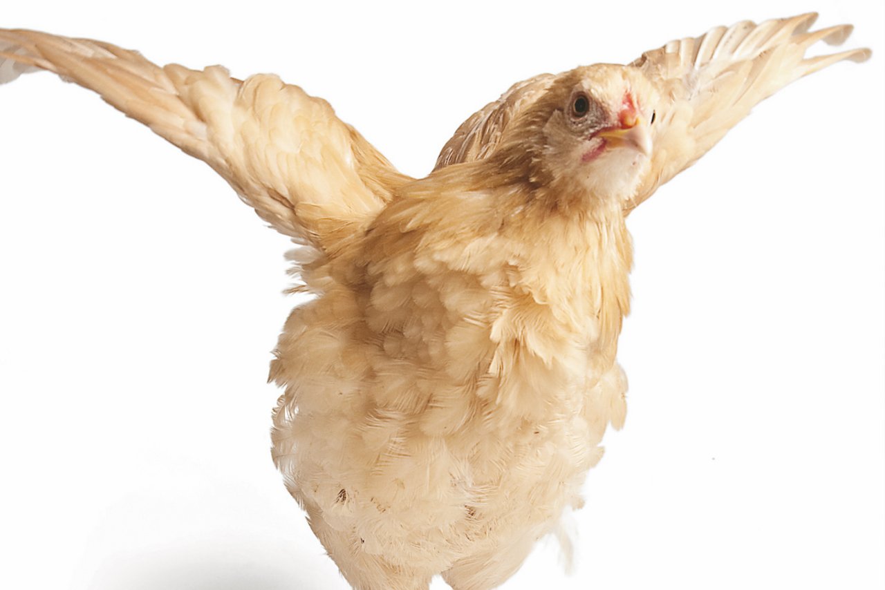Hühner nutzen spezifische Laute, um Informationen auszutauschen. 