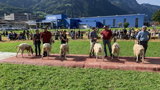 Toggenburger Ziegen und ihrer Tierbesitzer warten auf die Prämierung. (Bild: Urs Simmen)