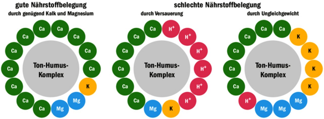 An negativ geladenen Ton-Humus-Komplexen lagern sich positiv geladene Nährstoffe an. Nach Kinsey sollte das Verhältnis Ca:Mg:K ungefähr 68:12:4 betragen.