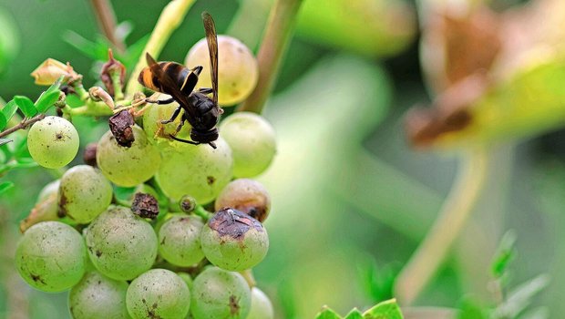 Asiatische Hornissen leben von Zucker aus Nektar, Honigtau oder reifen Früchten. Für ihre Brut sind sie aber auf Proteine angewiesen, weshalb sie Jagd auf Honigbienen und andere Insekten machen.