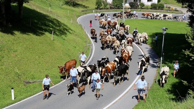 Auf dem Alpabzug helfen Zahlreiche Zügelhelfer mit, damit die Tiere als Einheit durchs Dorf marschieren. (Bild jk) 