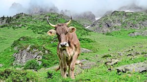 Rindvieh gehört zur Alpwirtschaft und hat Landschaft wie auch Artenvielfalt im Sömmerungsgebiet geprägt. Problematisch ist aber eine Intensivierung z. B. mit erhöhtem Kraftfuttereinsatz. 