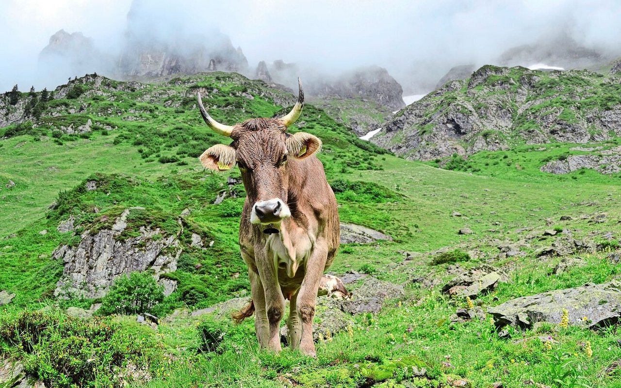 Rindvieh gehört zur Alpwirtschaft und hat Landschaft wie auch Artenvielfalt im Sömmerungsgebiet geprägt. Problematisch ist aber eine Intensivierung z. B. mit erhöhtem Kraftfuttereinsatz. 