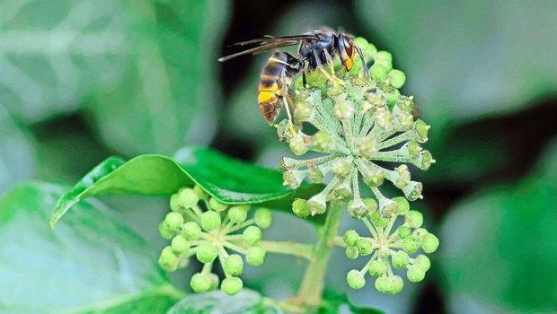 Im Gegensatz zur einheimischen ist die Asiatische Hornisse in der Grundfärbung schwarz und ein gefürchteter Bienenschädling.