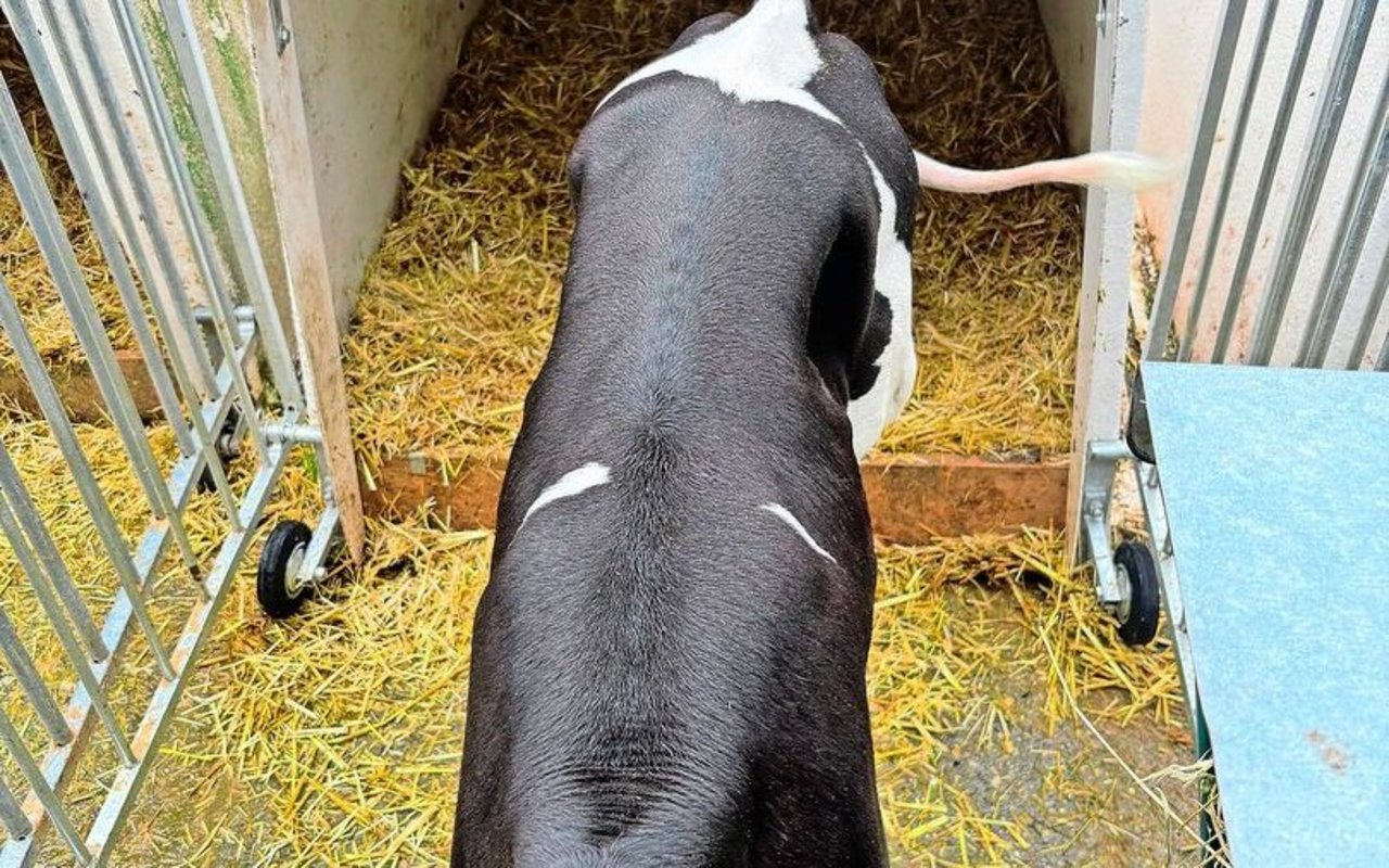 Das kurze Haar der Slick-Kälber verleiht ihnen einen Glanz. 