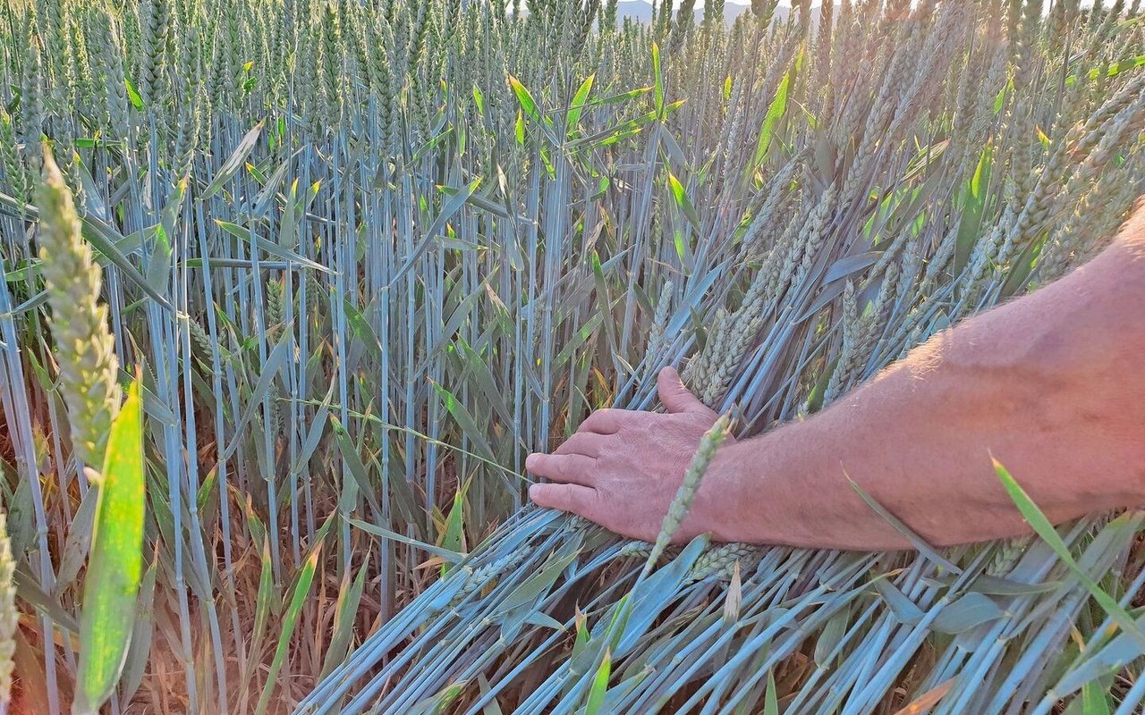 Die Feuchtigkeit und die Kälte während der Blüte wirkten sich im Sortenversuch «verheerend» auf den Ertrag aus.