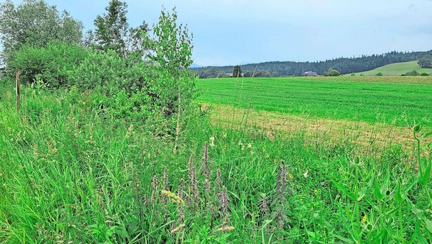 Krautsäume lassen sich mit geringem Aufwand aufwerten.