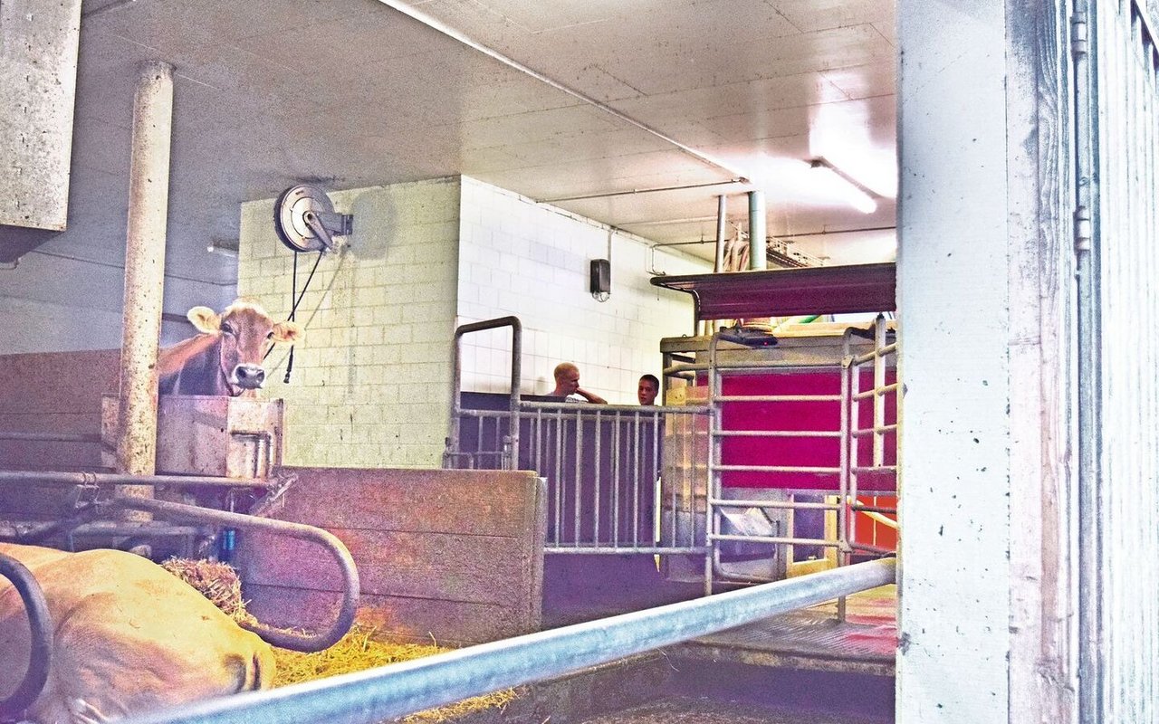 Blick vom Laufhof in den Milchviehstall. Aus Platzgründen wurde das Tor zum Melkroboter schräg gebaut. Die Kühe stört es nicht.