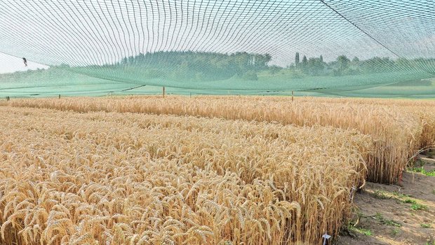 Auf der «Protected Site» in Reckenholz stand der gentechnisch veränderte Weizen aus Deutschland während dreier Versuchsjahre.