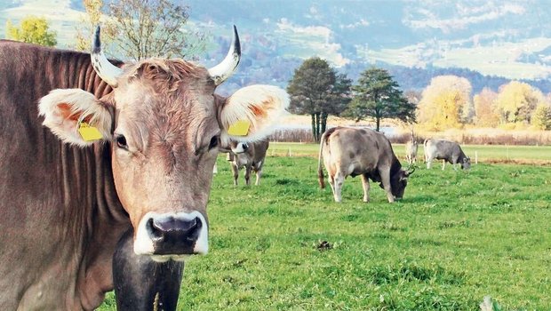 Den Schweizer Kühen sei es in Anbindeställen mit RAUS mindestens so wohl wie Laufstalltieren auf europäischen Grossbetrieben, die nie auf die Weide kämen, erklärte Martin Hübscher.