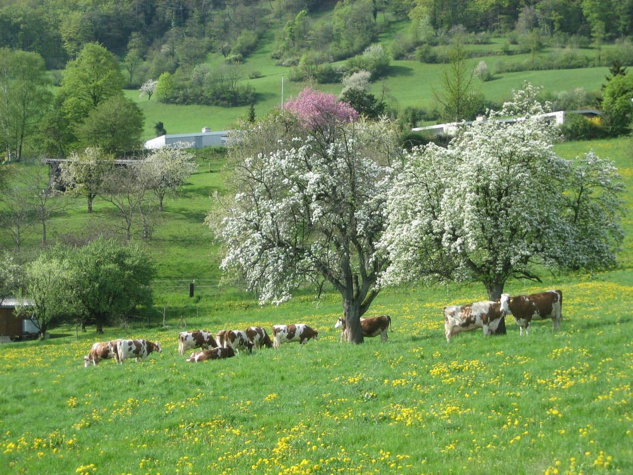 Im Aargau sollen die Kosten von Ökomassnahmen nicht auf die Gemeinden abgewälzt werden, fordert der Bauernverband Aargau.