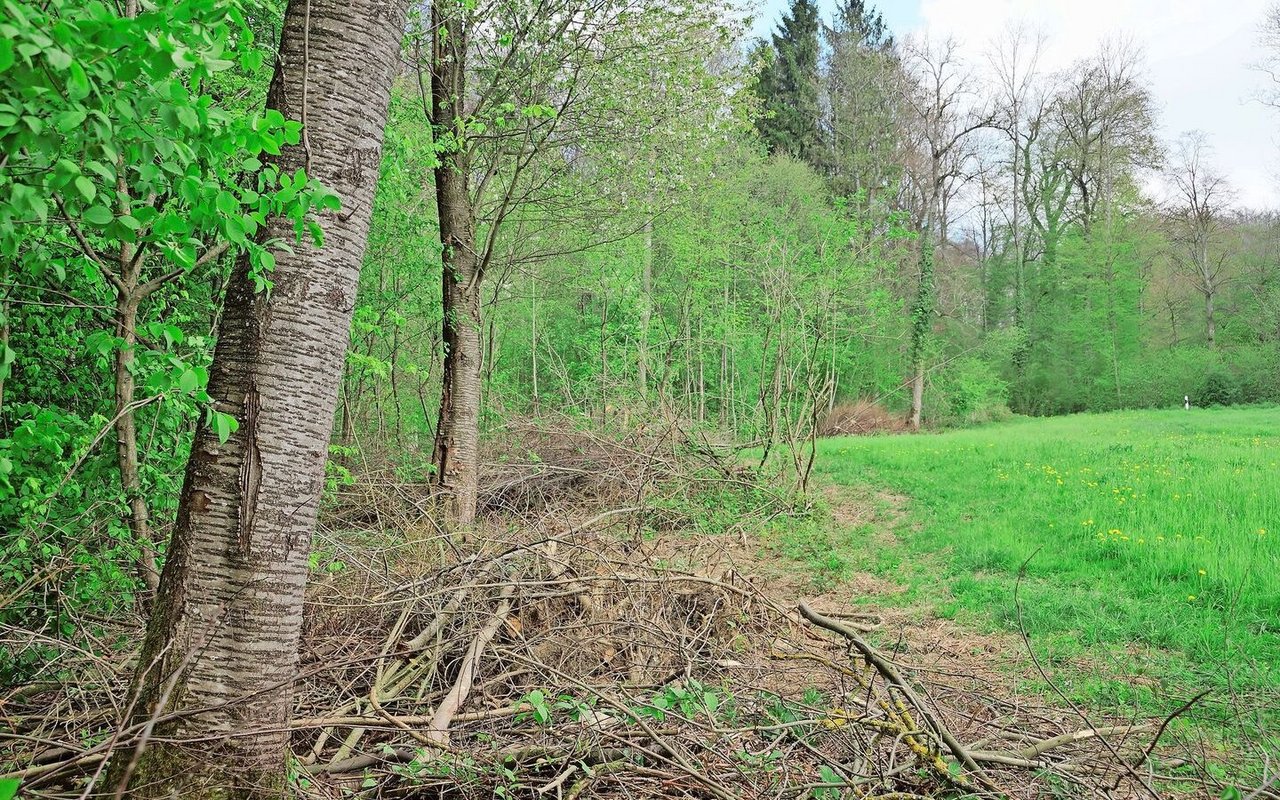 Idealerweise verläuft der Waldrand nicht gerade, sondern weist Buchten auf und wird durch einen Krautsaum, Kleinstrukturen und Sträucher ergänzt.