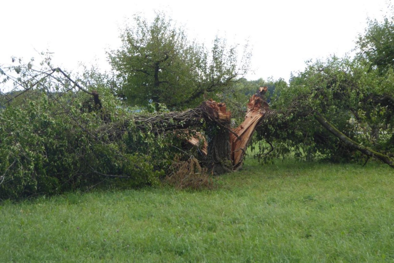 Dieser Baum wurde vom Sturm regelrecht zerrissen.