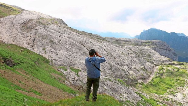 Der Wolf fordert die Schafhirten auch diesen Sommer.