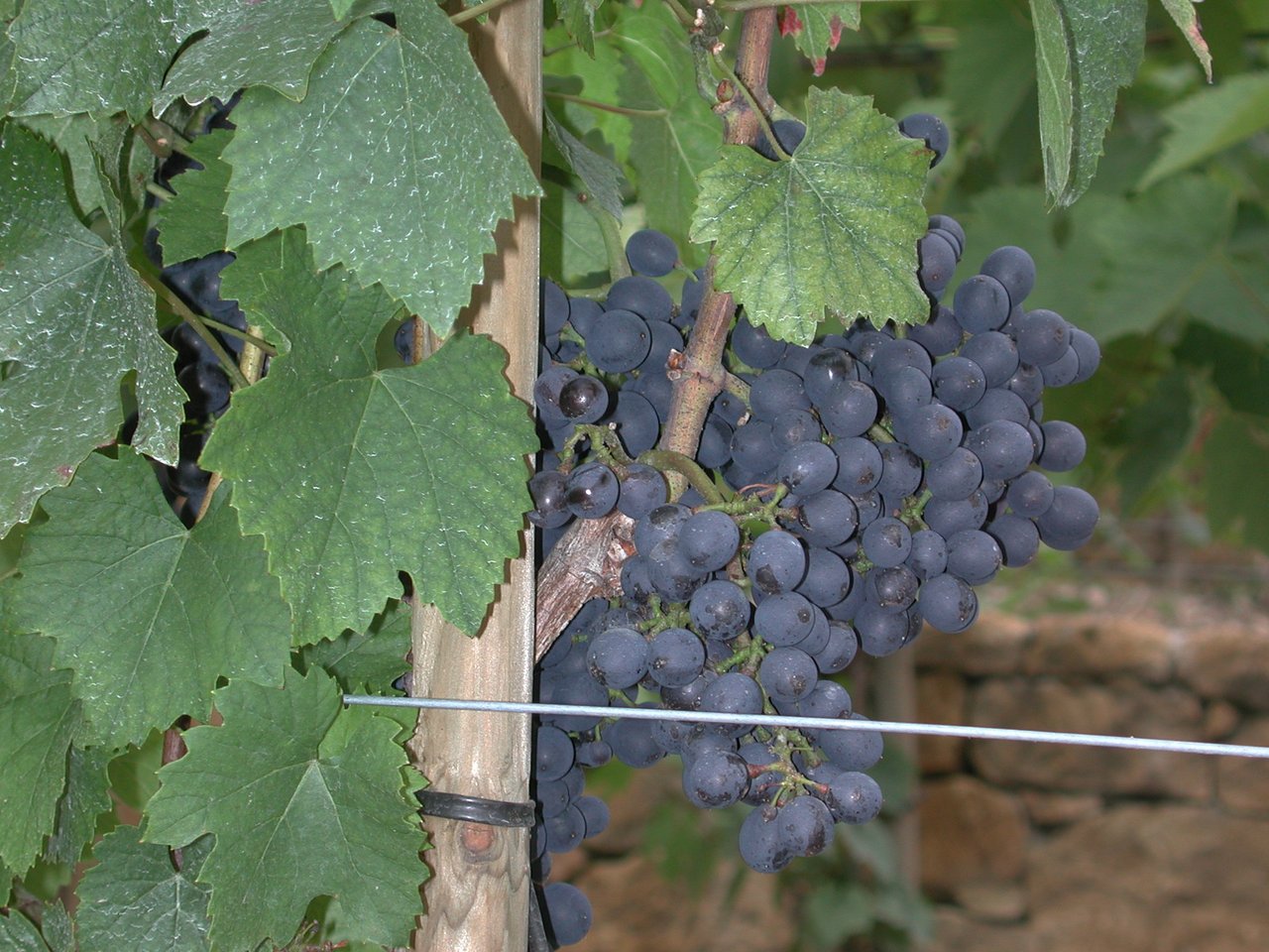  Der Branchenverband der Walliser Weine fordert zudem vom Kantonschemiker Erklärungen zu den milden Strafen für Girouds Weinkellerei. (Symbolbild: BauZ)