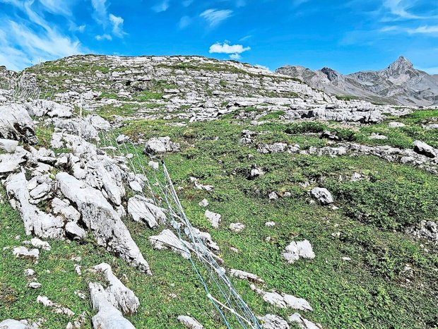 Elektrische Schafnetze auf Alpen im unwegsamen Gelände fachgerecht aufzustellen, ist enorm aufwendig und nicht überall praktikabel. Auch Herdenschutzhunde können, insbesondere in Tourismusgebieten, zu Problemen führen. 