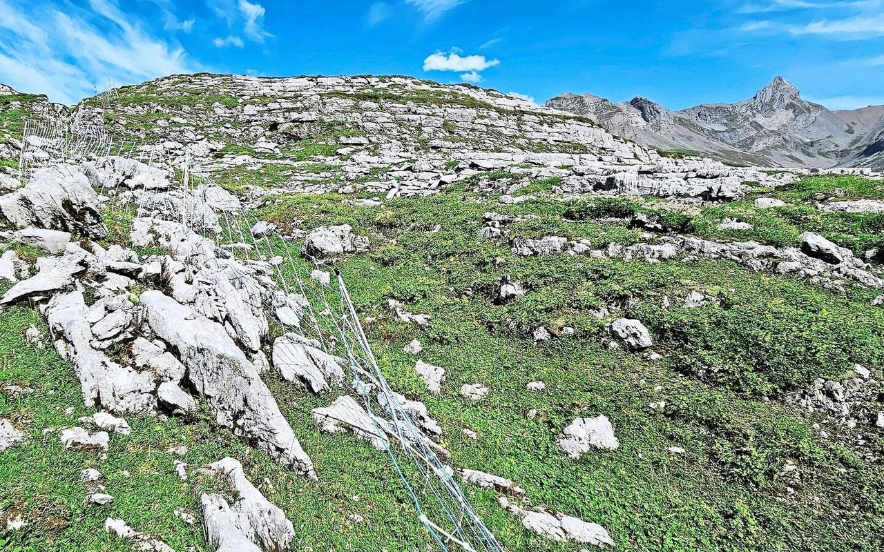 Elektrische Schafnetze auf Alpen im unwegsamen Gelände fachgerecht aufzustellen, ist enorm aufwendig und nicht überall praktikabel. Auch Herdenschutzhunde können, insbesondere in Tourismusgebieten, zu Problemen führen. 