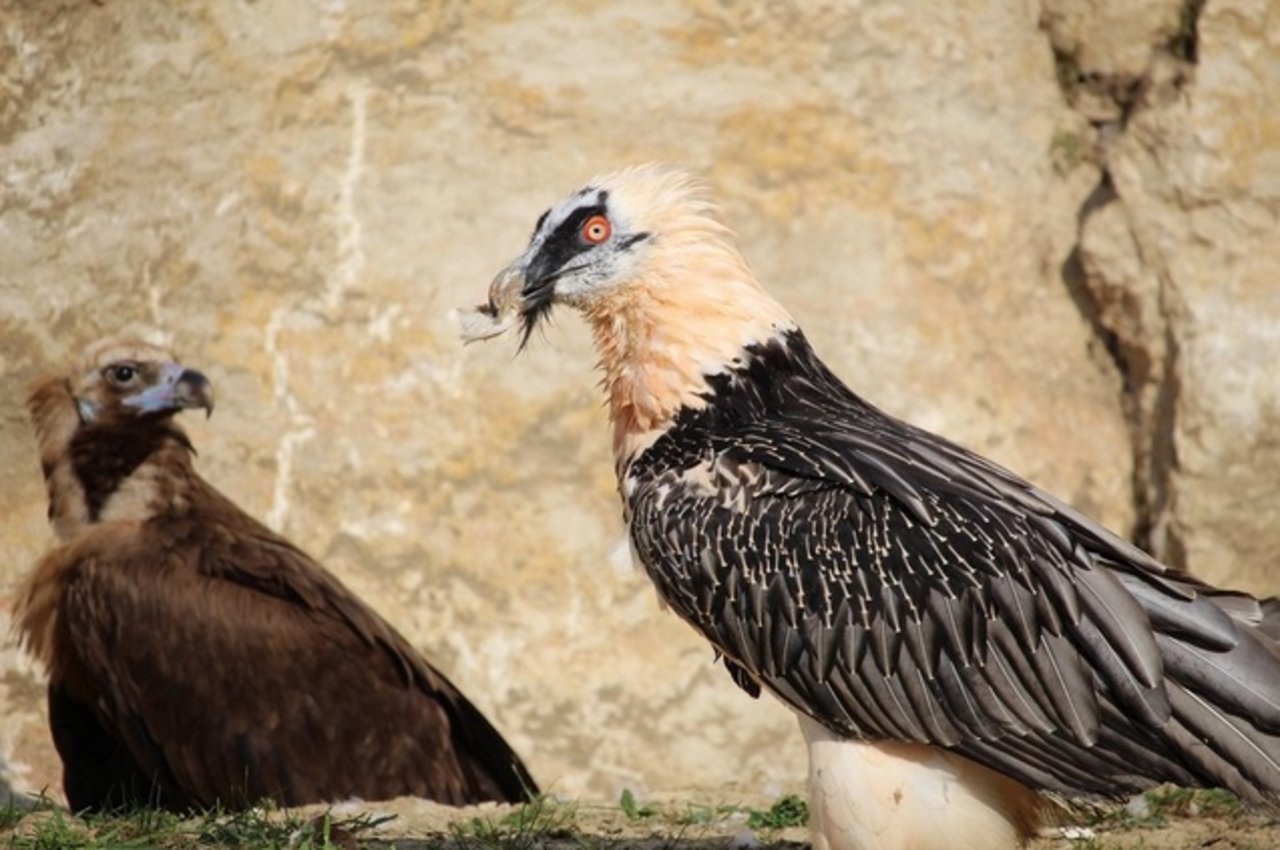 Der 22-jährige Helios (rechts) ist der neue Lebensgefährte der 26-jährigen Althia, deren bisheriger Lebenspartner verstorben ist. (Bild DR/Zoo La Garenne) 