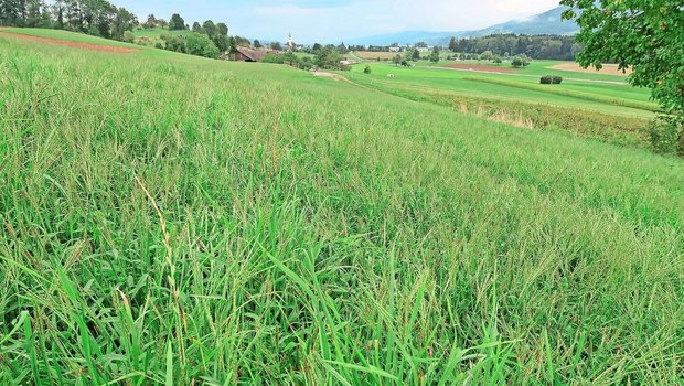 Mit Blutfingerhirse verseuchte Italienisch-Raigras-Wiese nach Trockenheitsschaden im Sommer 2023.