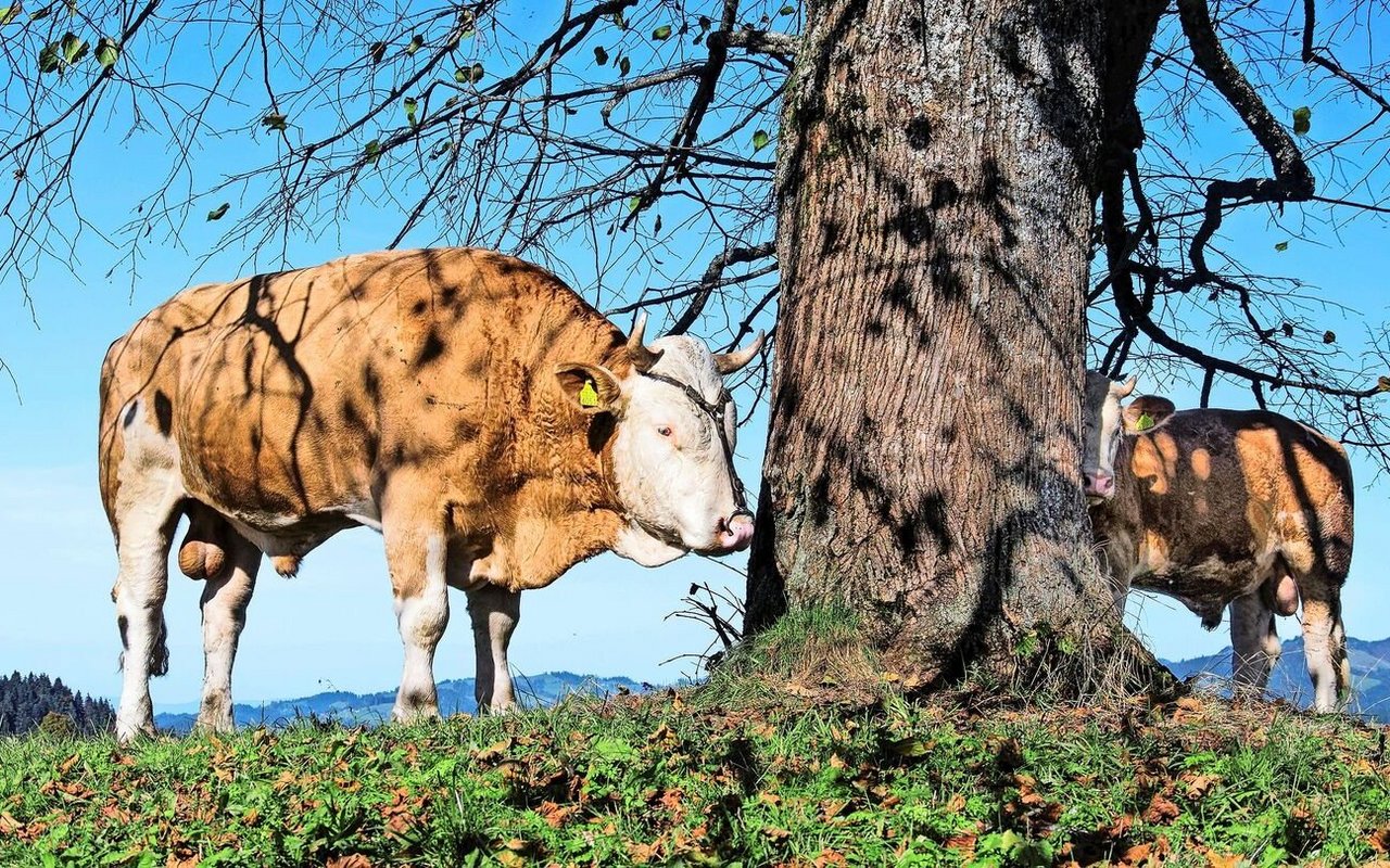 Für den Natursprung dürfen sowohl Demeter- als auch Biobetriebe einen konventionellen Stier zukaufen. 