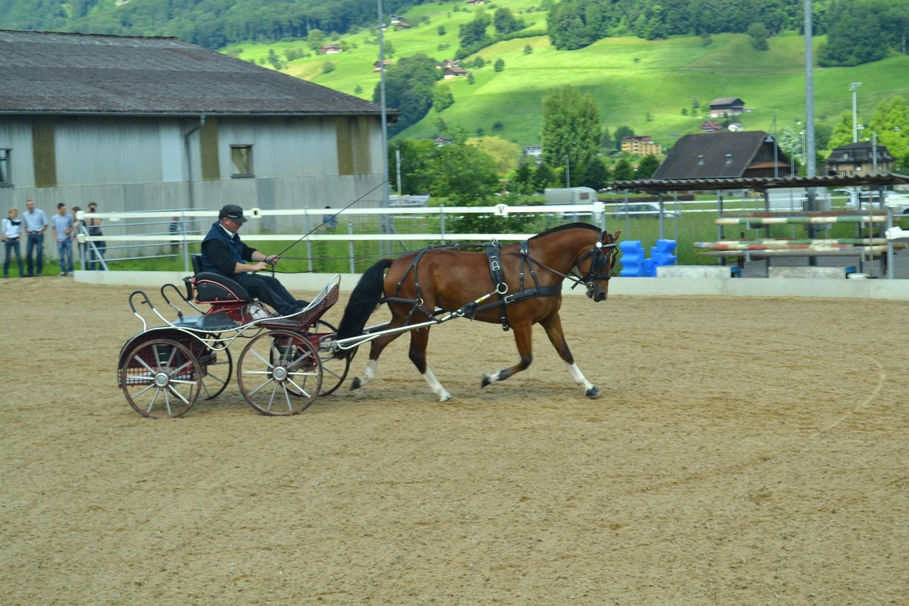 Ansprechende Vorführung eines Jungpferdes am Feldtest in Sarnen. (Bild Paul Küchler)