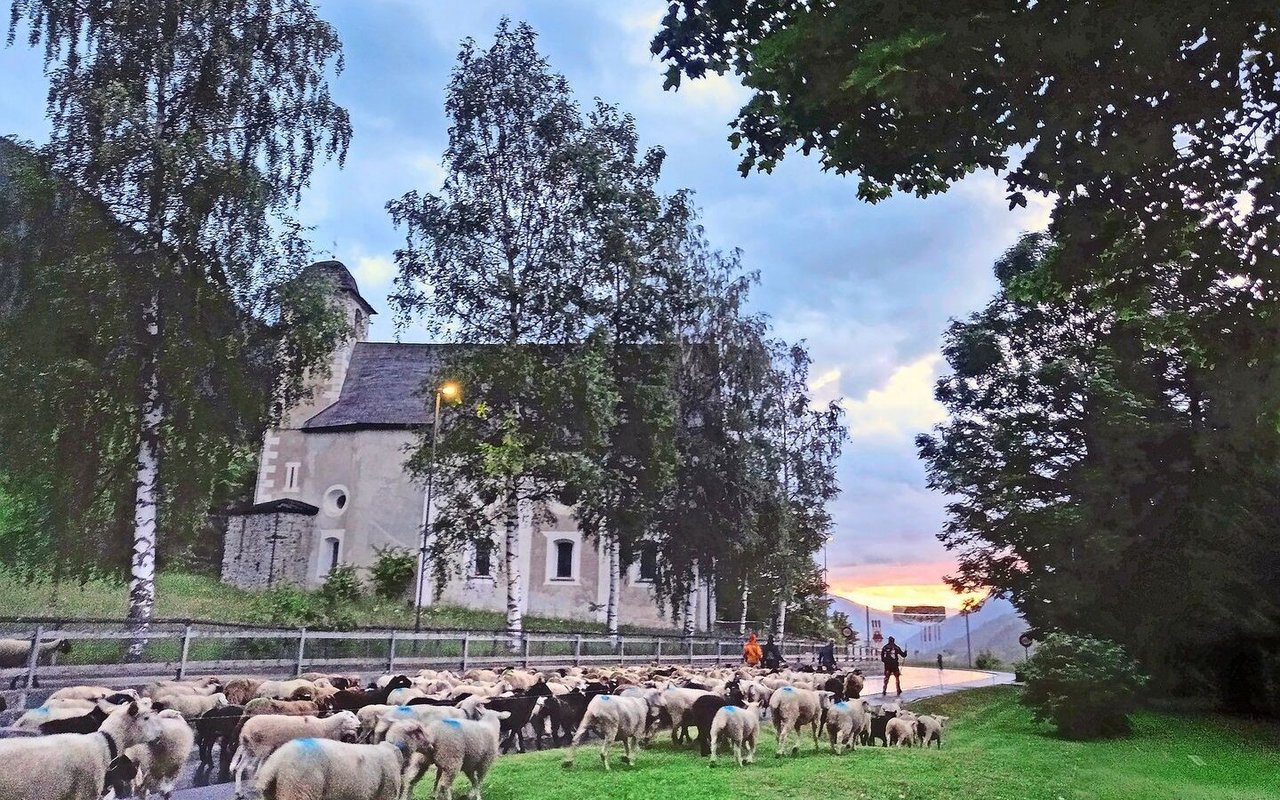 Beim Gang durchs Dorf sind auch schon Schafe ausgebüxt. Dabei hat sich der Dorfpolizist als geschickter Schaffänger erwiesen.