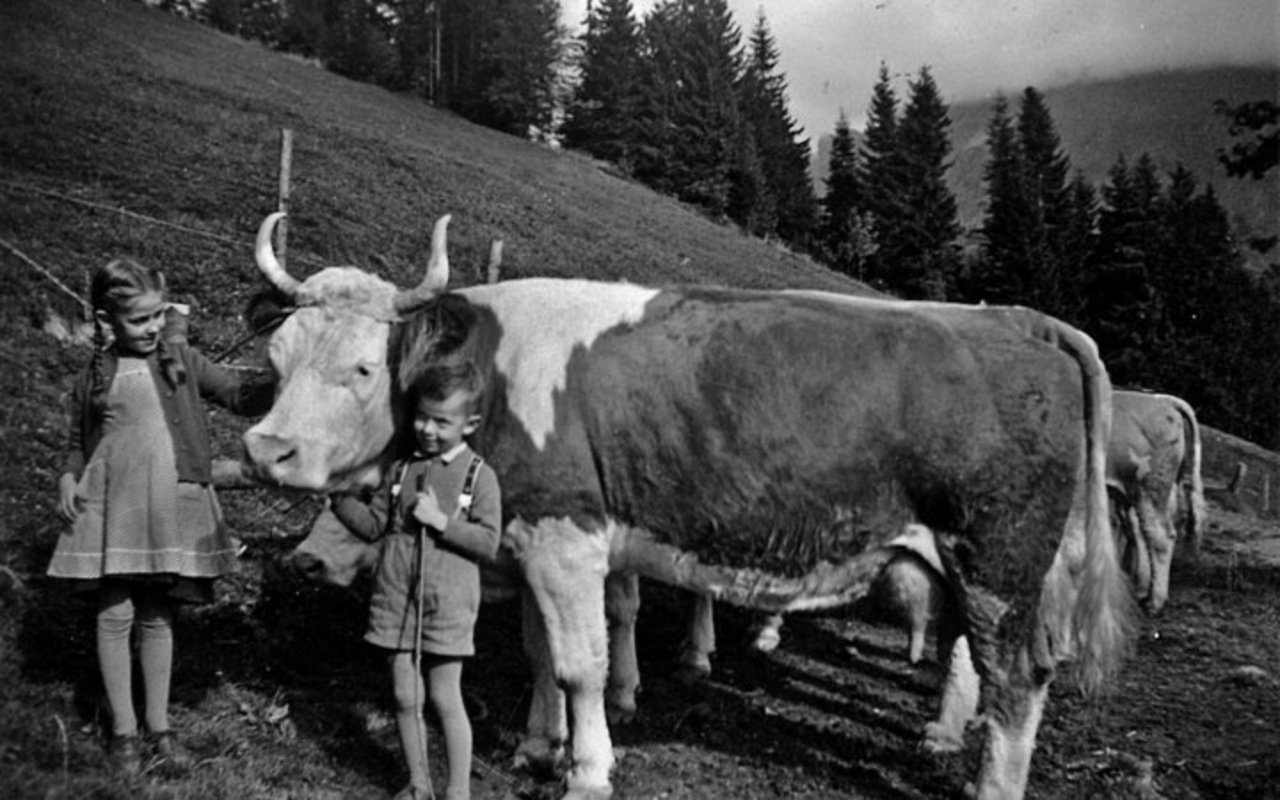 Das Bild stammt vom Anfang der 1960-er Jahre. Hans Fankhauser, damals zirka fünf Jahre alt, mit einer Simmentalerkuh noch vom «alten Schlag». 