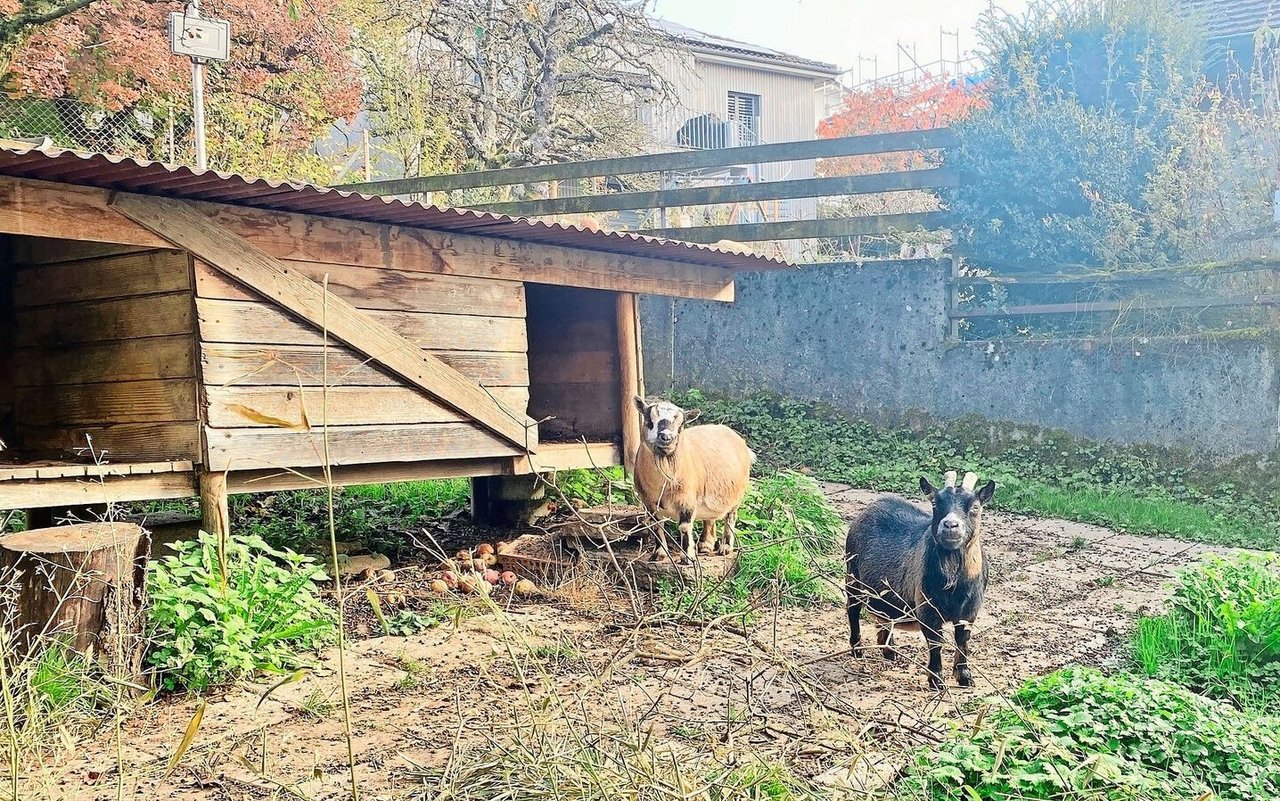 Die beiden Ziegen der Familie erfreuen das ganze Quartier.