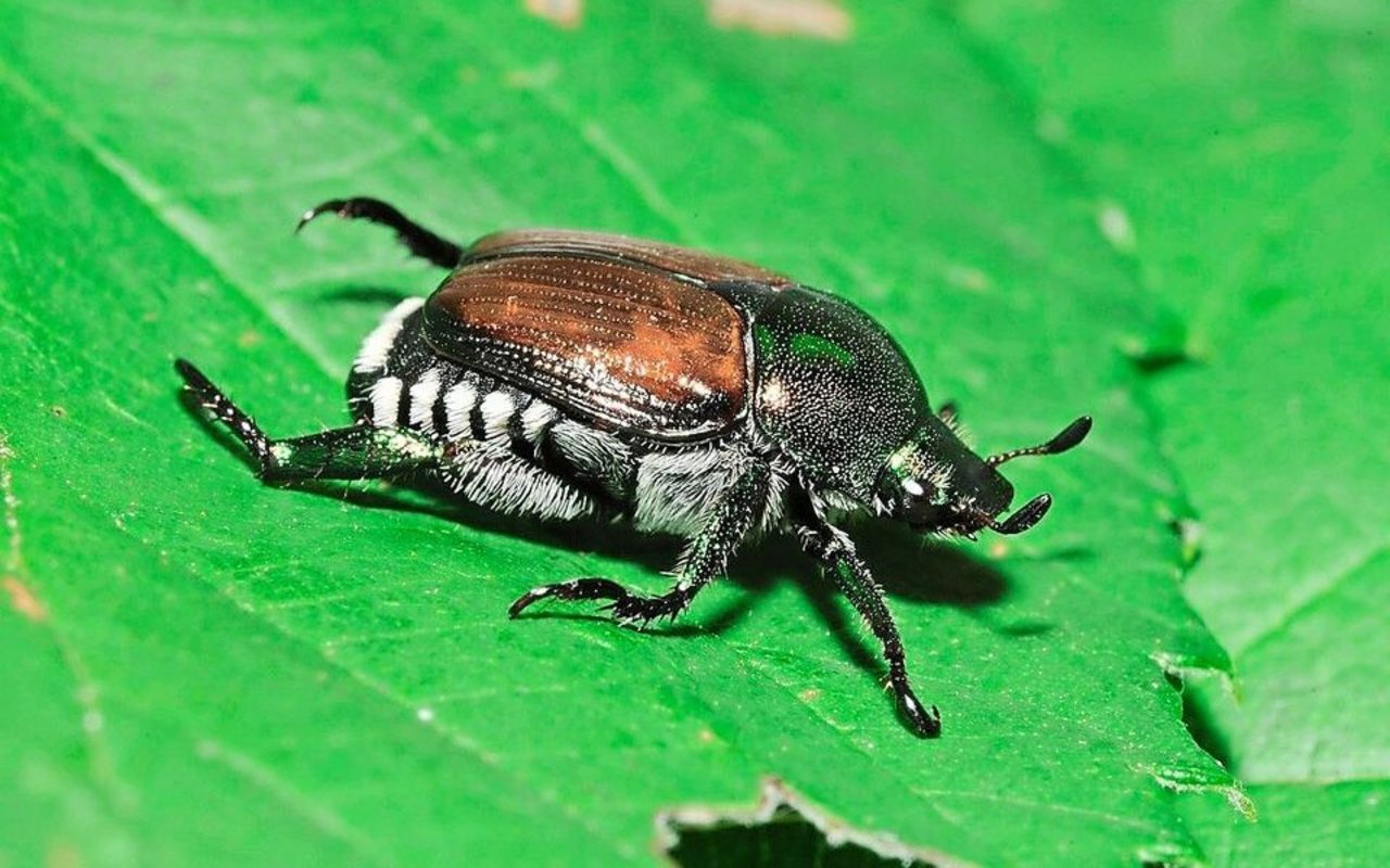 Auch im Kanton Schwyz entdeckt: Die adulten Japankäfer sind 8 bis 12 mm lang. 