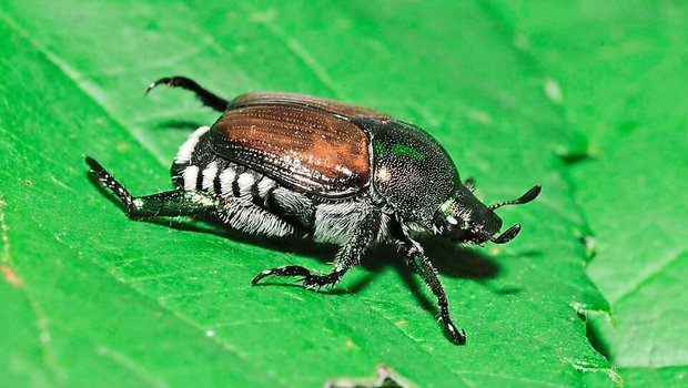 Auch im Kanton Schwyz entdeckt: Die adulten Japankäfer sind 8 bis 12 mm lang. 