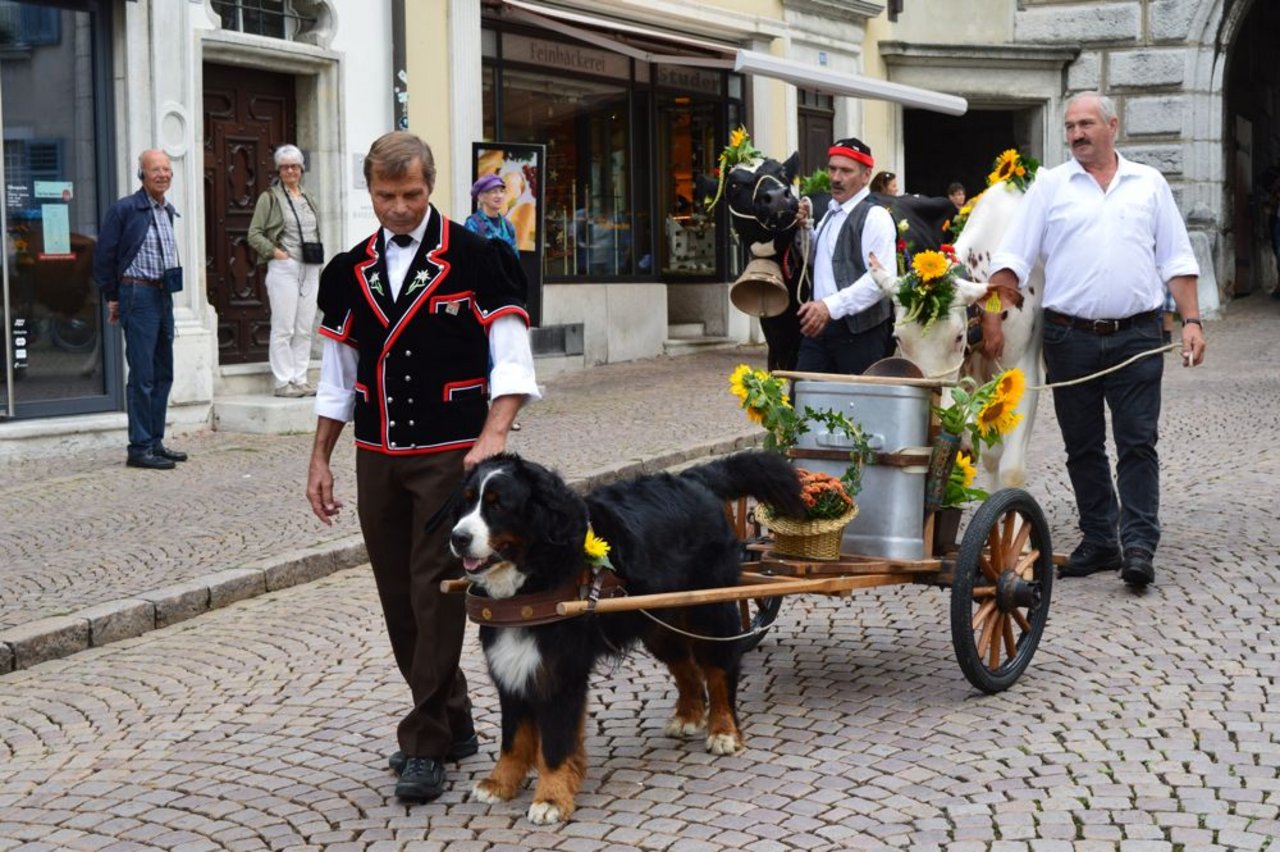 Auch kleine Tiere erzielten am Alpabzug eine ganz grosse Wirkung.