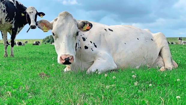 Auch unsere Kuhherde war von der Blauzungenkrankheit betroffen. Die Gesundheits- und Brunsterkennung (oranger Sender am Ohr) verzeichnete starke Rückgänge beim Fressverhalten.