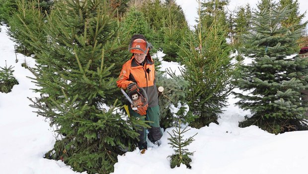 Landwirtin Rahel Joss vom Gysi-Hof trägt eine frisch geschlagene Nordmanntanne aus dem Bestand. Je nach Grösse dauert es sieben bis zwölf Jahre, bis ein Weihnachtsbaum im Wohnzimmer steht.