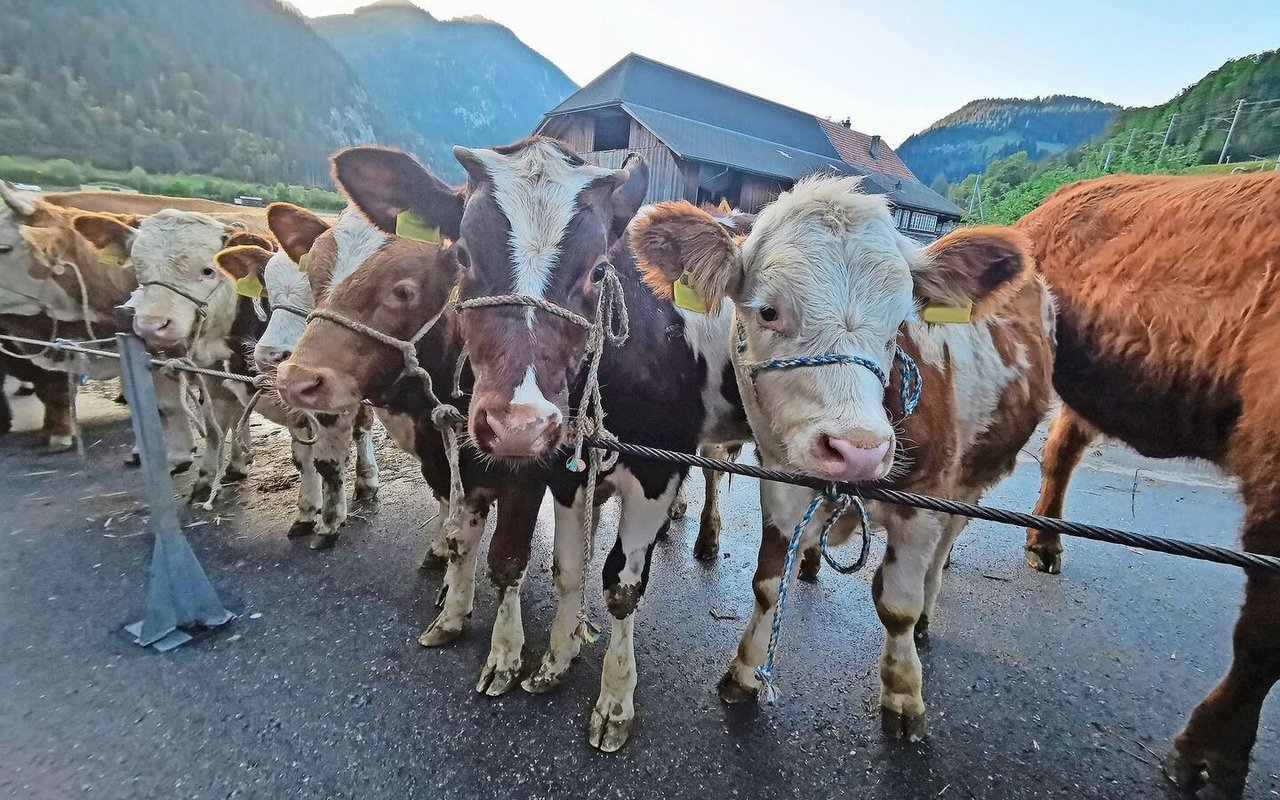 Der Blick ins Maul ist künftig nicht mehr nötig. Die Schlachtviehkategorien werden ab Neujahr nach Kalender bestimmt.