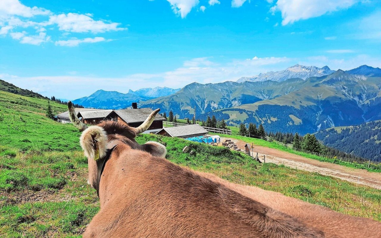 Während die fitten Kühe mehrere Höhenmeter Weg hinter sich legen, dürfen die hinkenden Tiere bei der Hütte bleiben.