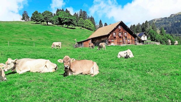Zufriedene Kühe auf saftigen Alpweiden, dieses Bild prägt das Tourismusgebiet Rigi. Das Absatzpotenzial für Alpkäse möchten neun Rigi-Älpler mit der neuen Käserei auf Rigi First zukünftig vermehrt nutzen.