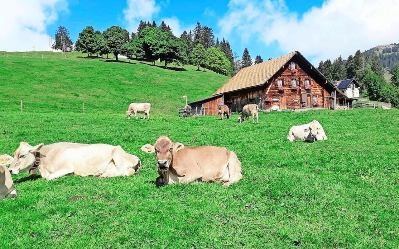 Zufriedene Kühe auf saftigen Alpweiden, dieses Bild prägt das Tourismusgebiet Rigi. Das Absatzpotenzial für Alpkäse möchten neun Rigi-Älpler mit der neuen Käserei auf Rigi First zukünftig vermehrt nutzen.