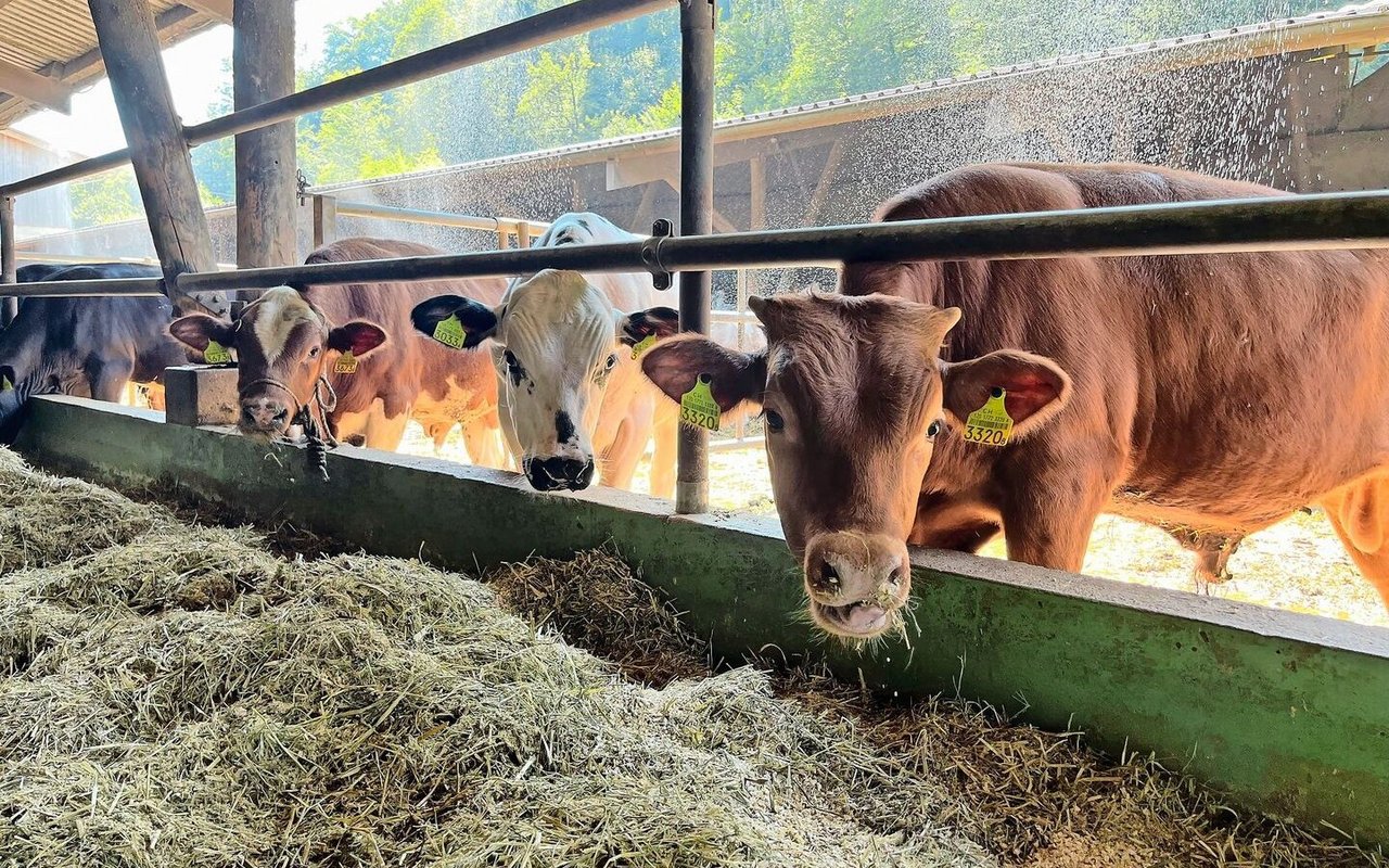 Laufstall mit Rindern und Munis: Die Nebenprodukte der Mühle dienen als Tierfutter für die Mast.