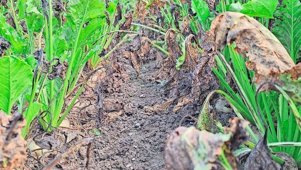 Die schwierigen Bedingungen haben ihre Spuren auch an den Zuckerrüben hinterlassen. Krankheiten wie Cercospora und SBR behindern die Zuckereinlagerung der Rüben.