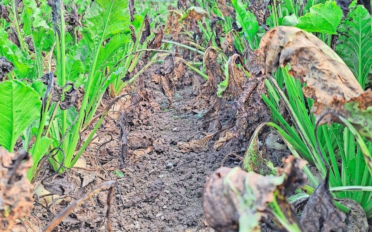 Die schwierigen Bedingungen haben ihre Spuren auch an den Zuckerrüben hinterlassen. Krankheiten wie Cercospora und SBR behindern die Zuckereinlagerung der Rüben.