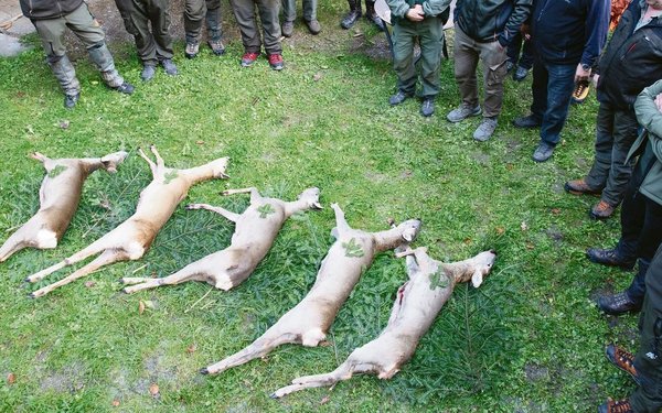 Den Wald besser vor Wild schützen - bauernzeitung.ch | BauernZeitung